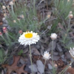 Leucochrysum albicans subsp. tricolor at Karabar, NSW - 11 Sep 2021