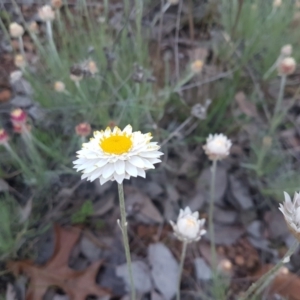 Leucochrysum albicans subsp. tricolor at Karabar, NSW - 11 Sep 2021