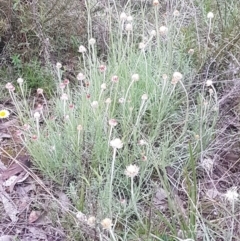 Leucochrysum albicans subsp. tricolor at Karabar, NSW - 11 Sep 2021