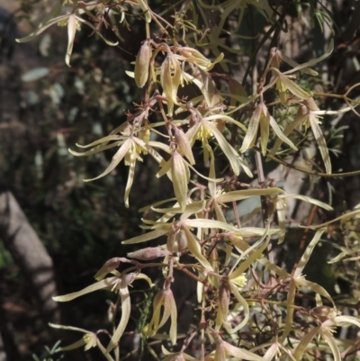 Clematis leptophylla (Small-leaf Clematis, Old Man's Beard) at Tennent, ACT - 1 Sep 2021 by MichaelBedingfield