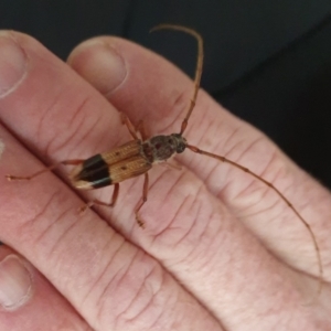 Phoracantha recurva at Kambah, ACT - 12 Sep 2021 03:04 PM