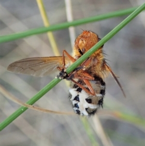 Microtropesa sp. (genus) at Cook, ACT - 8 Sep 2021