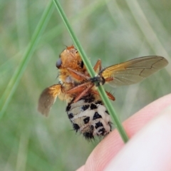 Microtropesa sp. (genus) at Cook, ACT - 8 Sep 2021