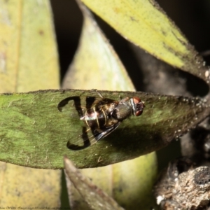 Rivellia sp. (genus) at Macgregor, ACT - suppressed