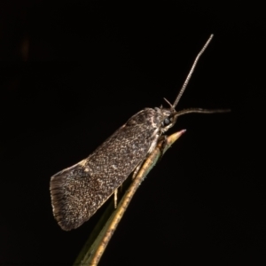 Leistomorpha brontoscopa at Macgregor, ACT - 13 Sep 2021