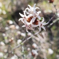 Cryptandra speciosa subsp. speciosa (Silky Cryptandra) at Molonglo River Reserve - 11 Sep 2021 by BronwynCollins