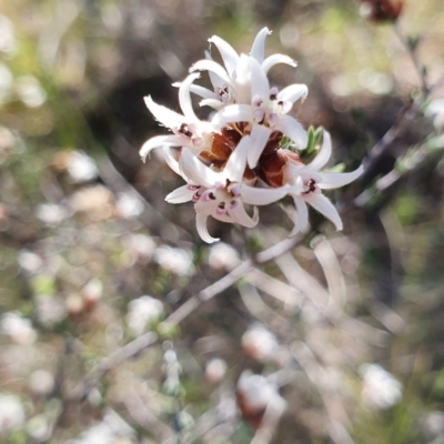 Cryptandra speciosa subsp. speciosa (Silky Cryptandra) at Lower Molonglo - 11 Sep 2021 by BronwynCollins