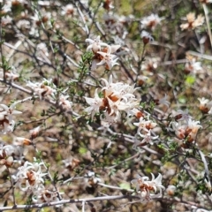 Cryptandra speciosa subsp. speciosa at Holt, ACT - 11 Sep 2021 03:30 PM