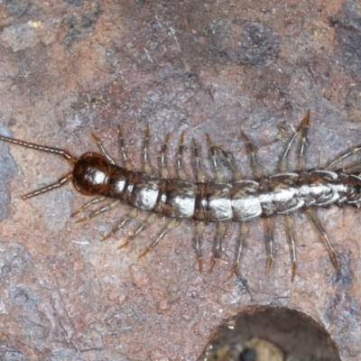 Lithobiomorpha (order) (Unidentified stone centipede) at Majura, ACT - 7 Sep 2021 by jb2602