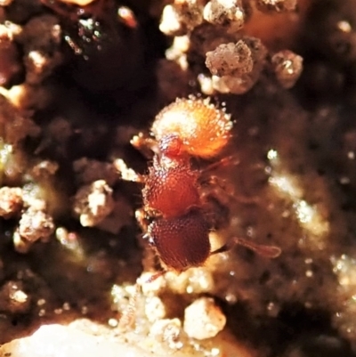 Meranoplus sp. (genus) (Shield Ant) at Mount Painter - 7 Sep 2021 by CathB