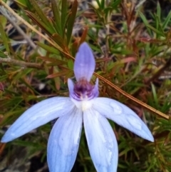 Cyanicula caerulea (Blue Fingers, Blue Fairies) at Corang, NSW - 13 Sep 2021 by LeonieWood