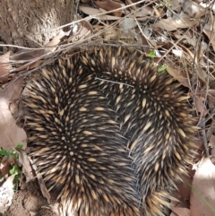 Tachyglossus aculeatus (Short-beaked Echidna) at Penrose - 13 Sep 2021 by Aussiegall