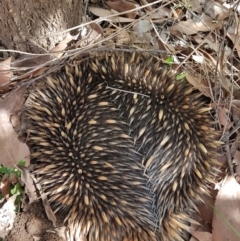 Tachyglossus aculeatus (Short-beaked Echidna) at Penrose, NSW - 13 Sep 2021 by Aussiegall