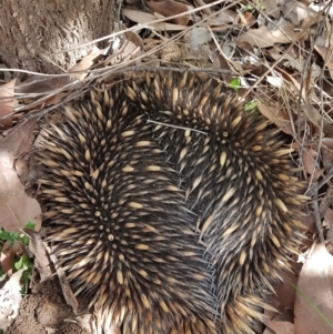 Tachyglossus aculeatus at Penrose, NSW - 13 Sep 2021