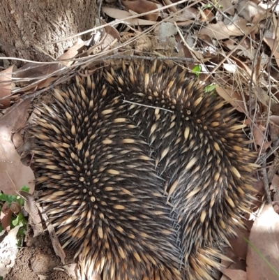 Tachyglossus aculeatus (Short-beaked Echidna) at Penrose - 13 Sep 2021 by Aussiegall