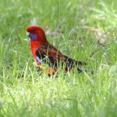 Platycercus elegans (Crimson Rosella) at Wodonga - 13 Sep 2021 by Kyliegw