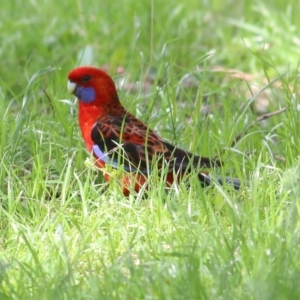 Platycercus elegans at West Wodonga, VIC - 13 Sep 2021 11:55 AM