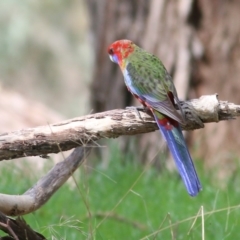 Platycercus elegans at West Wodonga, VIC - 13 Sep 2021 11:55 AM