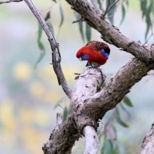 Platycercus elegans at West Wodonga, VIC - 13 Sep 2021 11:55 AM