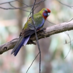 Platycercus elegans at West Wodonga, VIC - 13 Sep 2021 11:55 AM