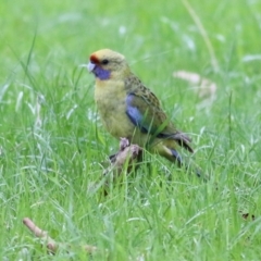 Platycercus elegans flaveolus (Yellow Rosella) at Wodonga - 13 Sep 2021 by Kyliegw