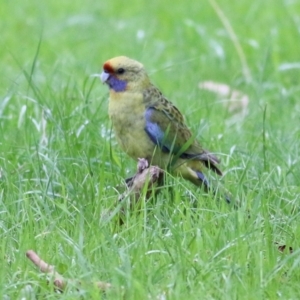 Platycercus elegans flaveolus at West Wodonga, VIC - 13 Sep 2021