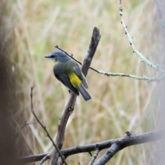 Eopsaltria australis (Eastern Yellow Robin) at Felltimber Creek NCR - 13 Sep 2021 by Kyliegw