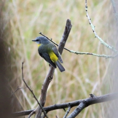 Eopsaltria australis (Eastern Yellow Robin) at Wodonga - 13 Sep 2021 by Kyliegw
