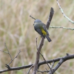 Eopsaltria australis at West Wodonga, VIC - 13 Sep 2021 11:50 AM