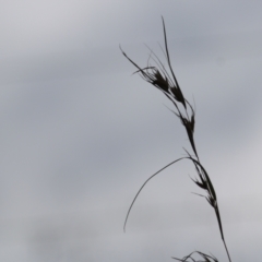 Themeda triandra (Kangaroo Grass) at West Wodonga, VIC - 13 Sep 2021 by Kyliegw