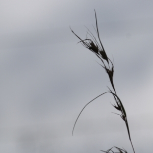 Themeda triandra at West Wodonga, VIC - 13 Sep 2021