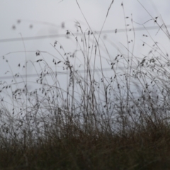 Themeda triandra at West Wodonga, VIC - 13 Sep 2021