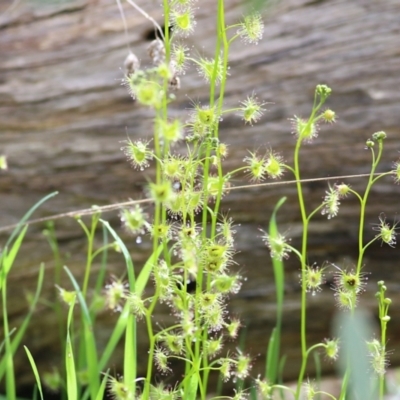 Drosera auriculata (Tall Sundew) at West Wodonga, VIC - 13 Sep 2021 by Kyliegw