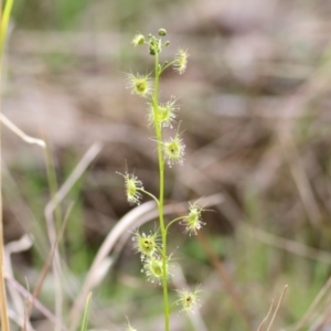 Drosera auriculata at West Wodonga, VIC - 13 Sep 2021 11:42 AM