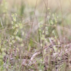 Drosera auriculata at West Wodonga, VIC - 13 Sep 2021