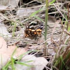 Vanessa kershawi (Australian Painted Lady) at West Wodonga, VIC - 13 Sep 2021 by Kyliegw