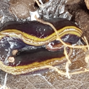 Caenoplana bicolor at Holt, ACT - 13 Sep 2021