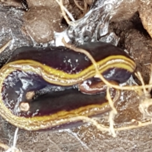 Caenoplana bicolor at Holt, ACT - 13 Sep 2021
