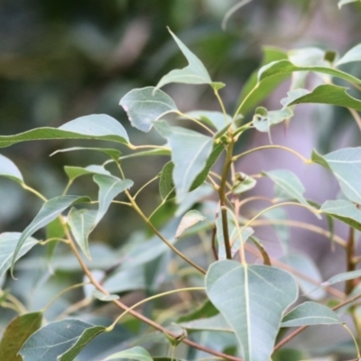 Brachychiton populneus (Kurrajong) at West Wodonga, VIC - 13 Sep 2021 by KylieWaldon