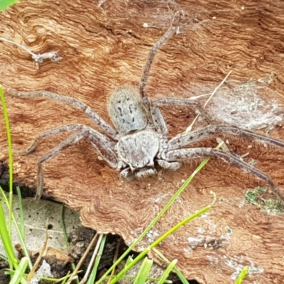 Isopeda sp. (genus) (Huntsman Spider) at Holt, ACT - 13 Sep 2021 by tpreston