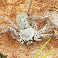 Isopeda sp. (genus) at Holt, ACT - 13 Sep 2021 12:45 PM