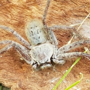 Isopeda sp. (genus) at Holt, ACT - 13 Sep 2021 12:45 PM