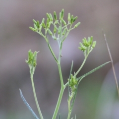 Senecio quadridentatus (Cotton Fireweed) at Wodonga - 13 Sep 2021 by Kyliegw