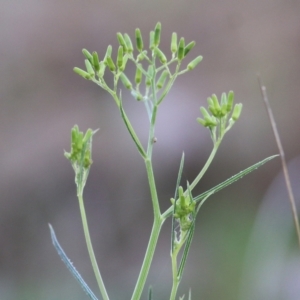 Senecio quadridentatus at West Wodonga, VIC - 13 Sep 2021