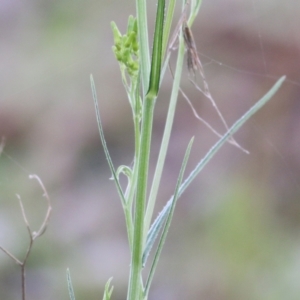 Senecio quadridentatus at West Wodonga, VIC - 13 Sep 2021