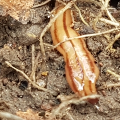 Anzoplana trilineata (A Flatworm) at Holt, ACT - 13 Sep 2021 by tpreston