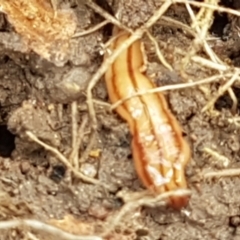 Anzoplana trilineata at Holt, ACT - 13 Sep 2021