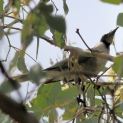 Philemon corniculatus (Noisy Friarbird) at West Wodonga, VIC - 13 Sep 2021 by Kyliegw