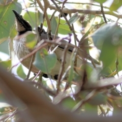 Philemon corniculatus at West Wodonga, VIC - 13 Sep 2021