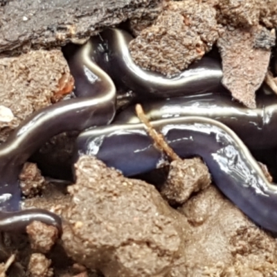 Caenoplana coerulea (Blue Planarian, Blue Garden Flatworm) at Holt, ACT - 13 Sep 2021 by tpreston